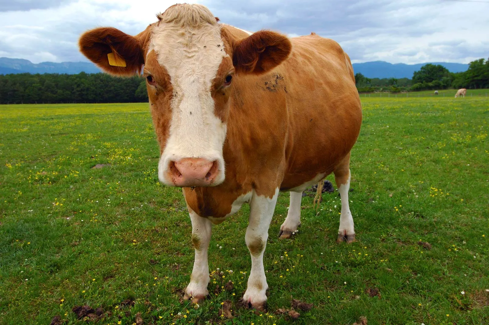 Cash Cow INC logo