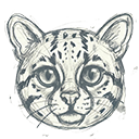 Kodkod logo